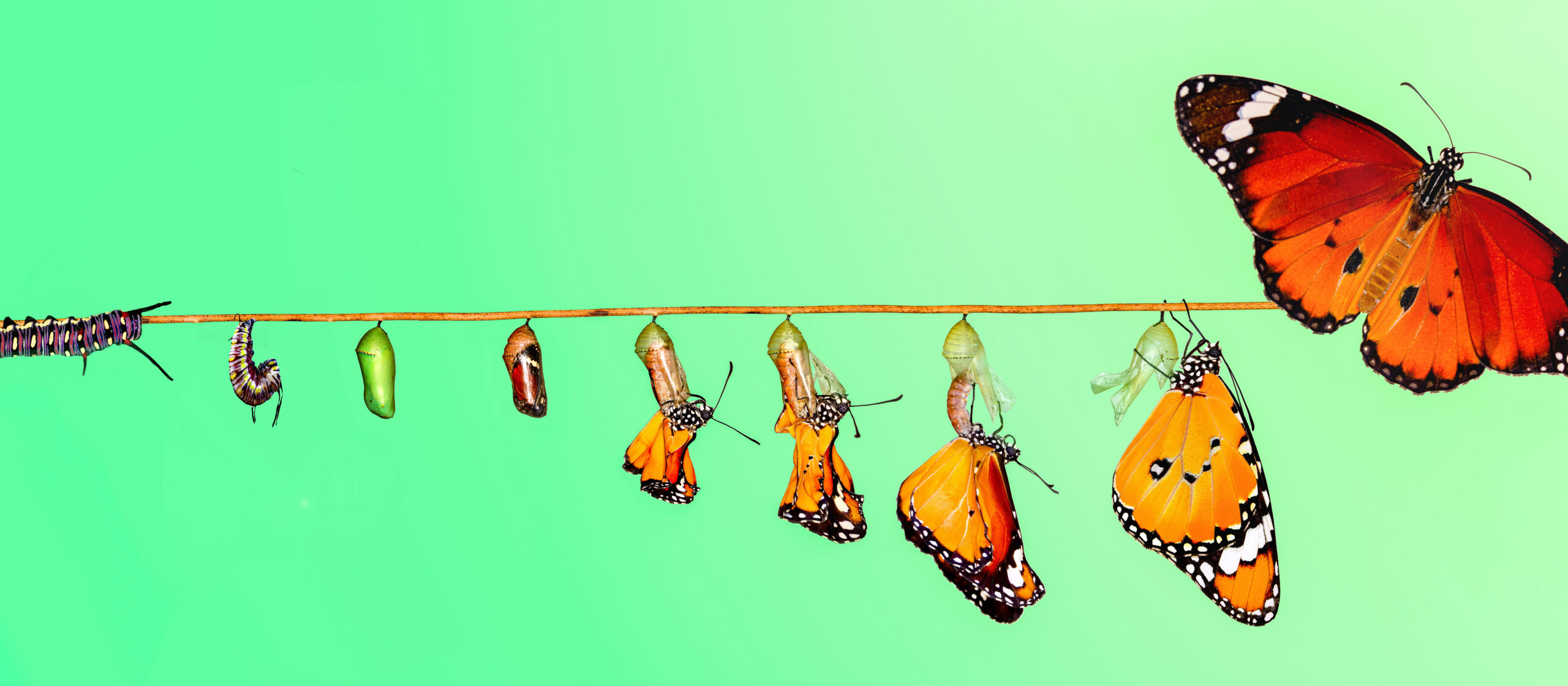 Die Transformation einer Raupe zum Schmetterling als Sinnbild für die zukünftige Entwicklung der Kirche.