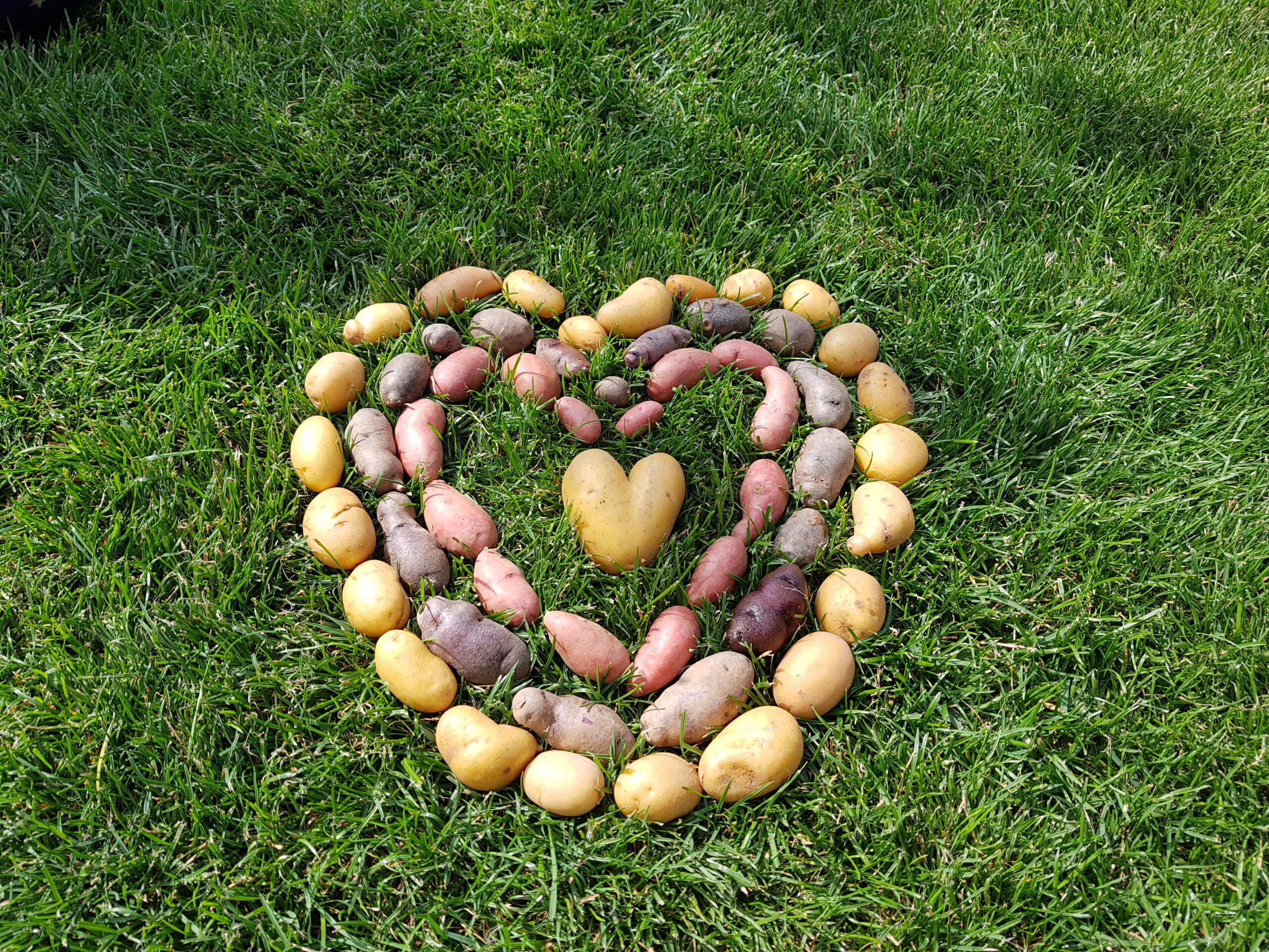 Kartoffelherz