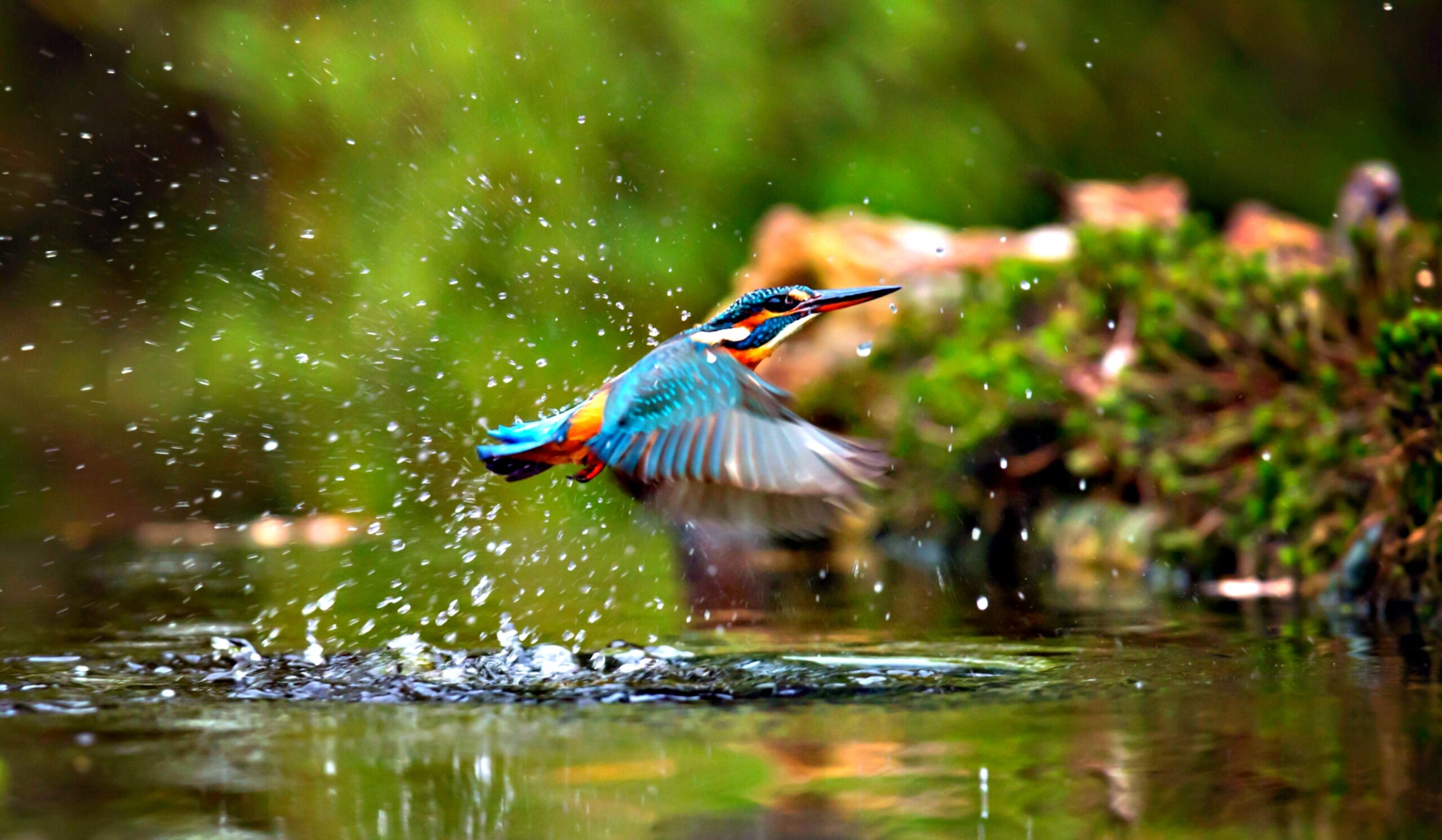 Vogel über Wasser