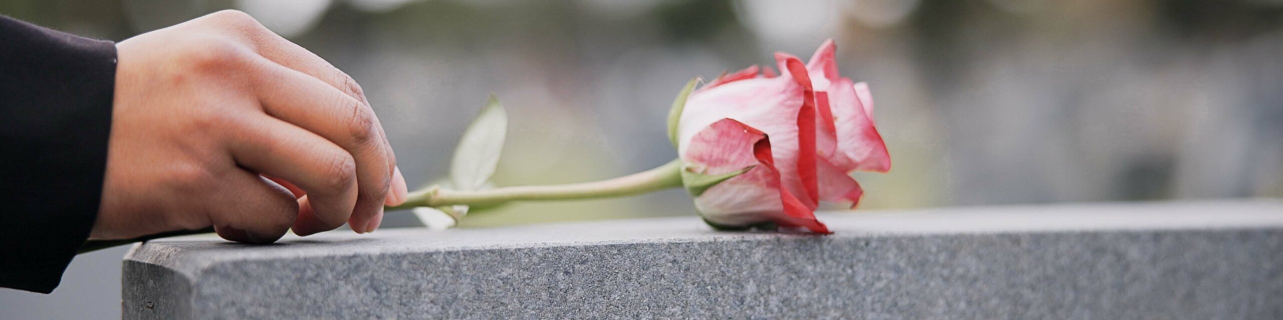 Mensch legt Rose auf Grabstein