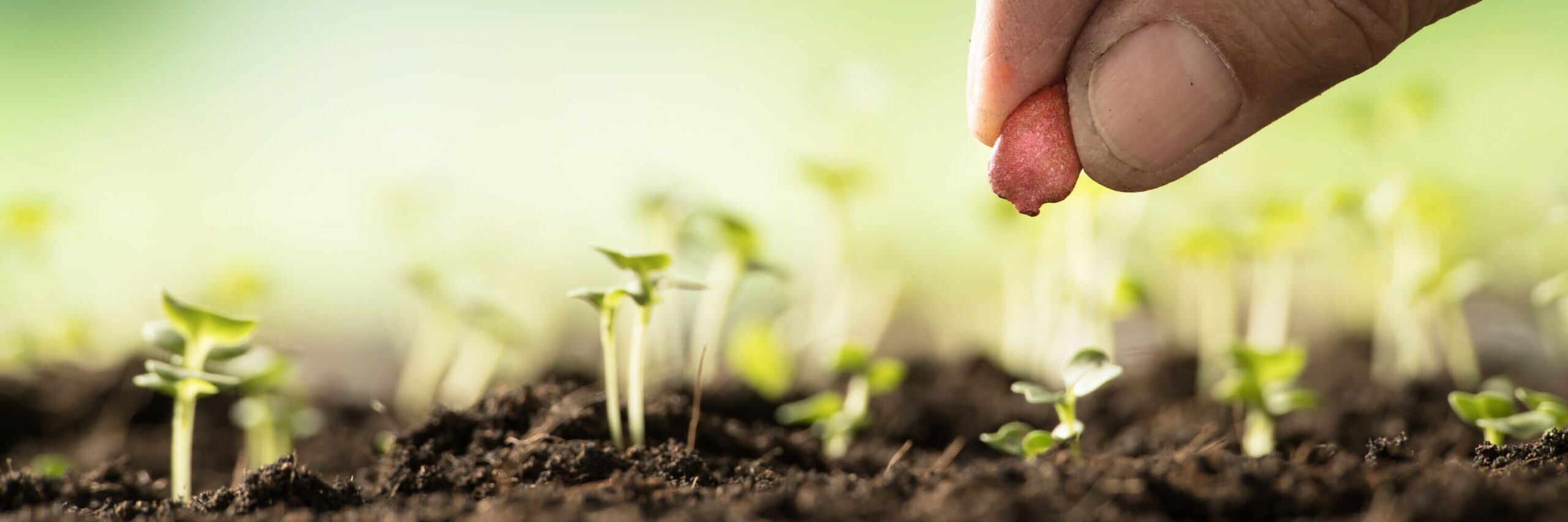 Einpflanzen kleiner Keime